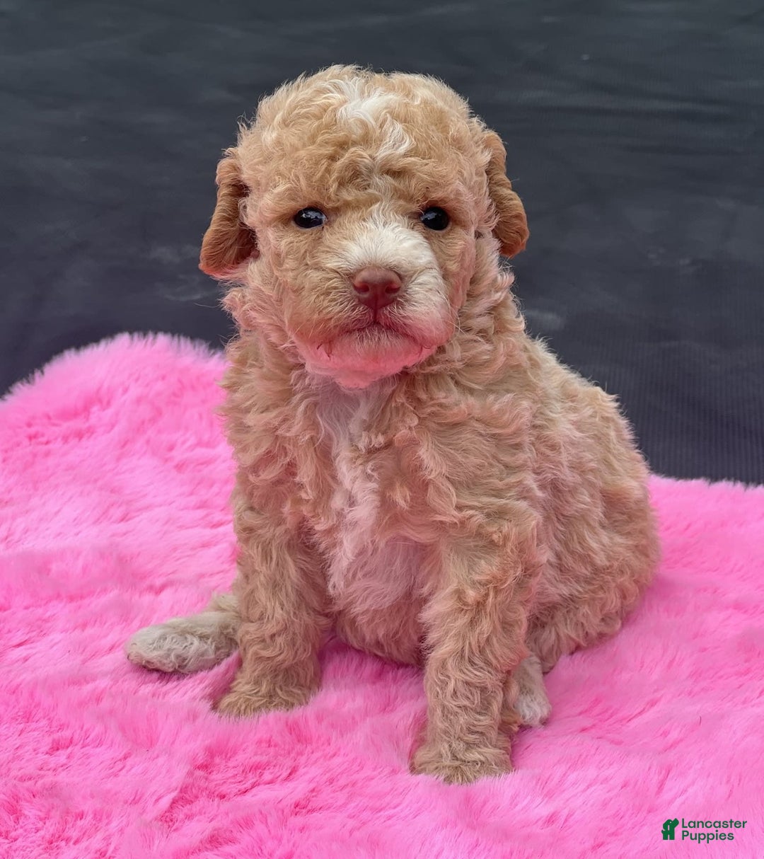 Miniature Poodle dogs for sale: Dexter - Image 18