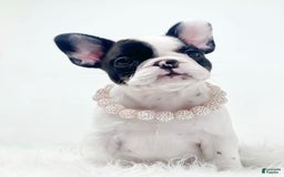 French Bulldog dogs for sale: Millie - Image 4
