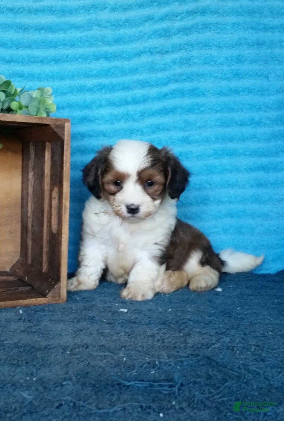 Havanese dogs for sale: Dusty - Image 2