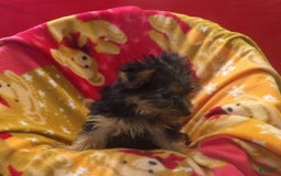 Yorkshire Terrier dogs for sale: Bambi - Image 5