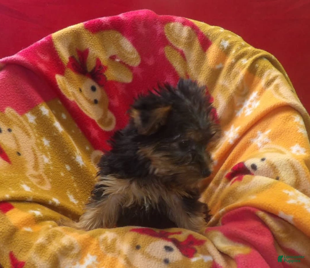 Yorkshire Terrier dogs for sale: Bambi - Image 5