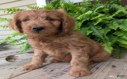 Goldendoodle dogs for sale: Ben - Image 2