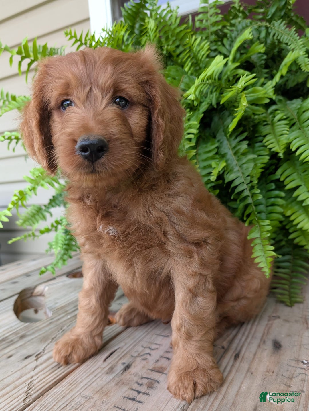 Goldendoodle dogs for sale: Ben - Image 2