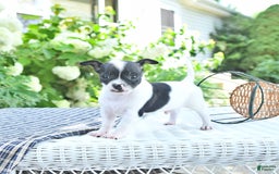 Chihuahua dogs for sale: Zimmer - Image 9