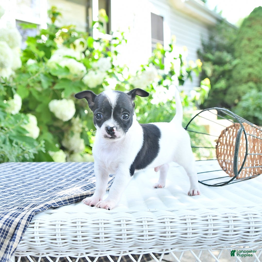 Chihuahua dogs for sale: Zimmer - Image 9