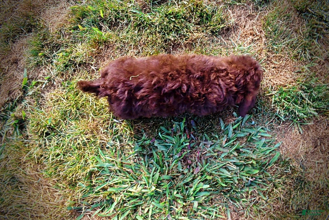Havapoo dogs for sale: Jesse - Image 12