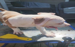 American Bully dogs for sale: Aphrodite - Image 8
