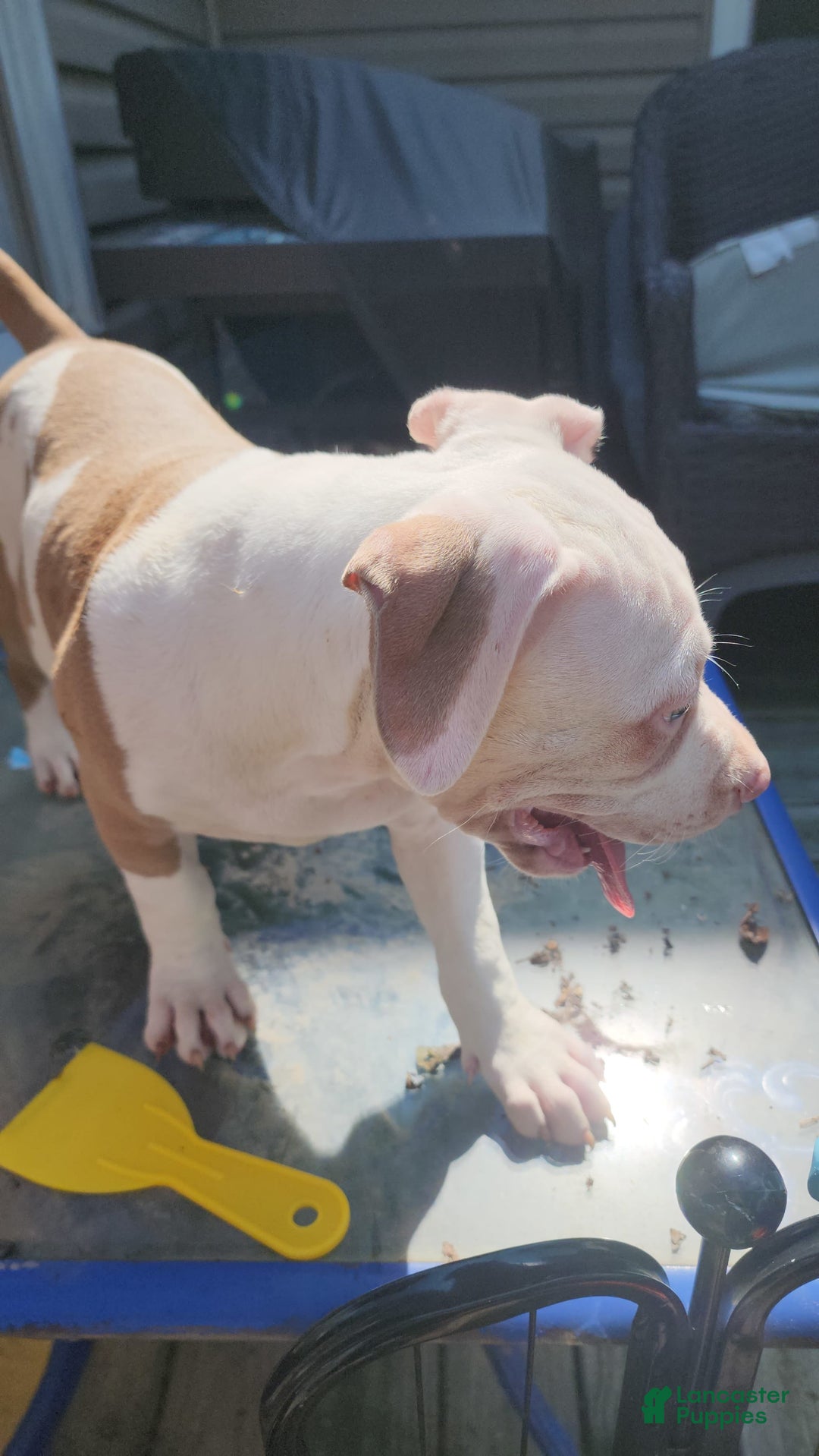 American Bully dogs for sale: Aphrodite - Image 8
