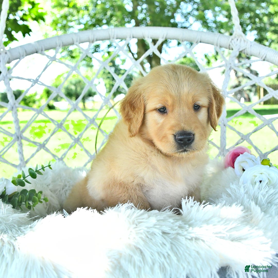 Golden Retriever dogs for sale: Alec - Image 1