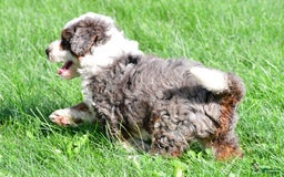 Mini Bernedoodle dogs for sale: Cassidy - Image 11