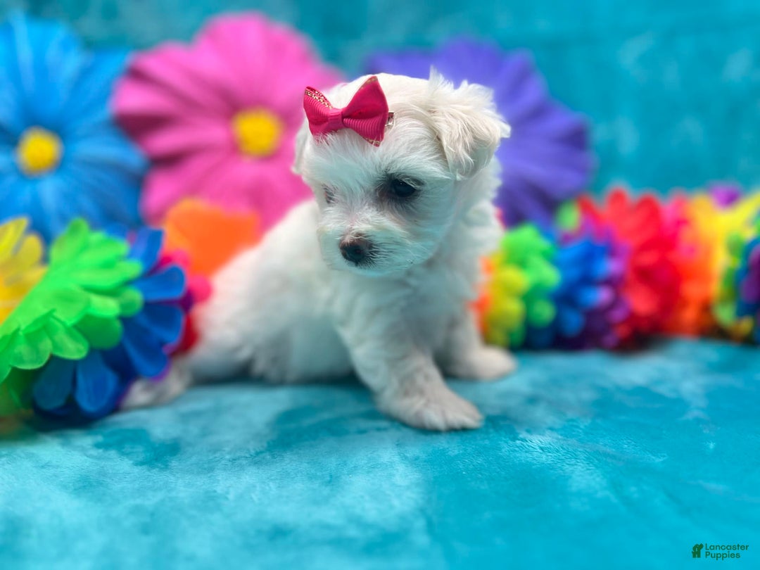 Maltese dogs for sale: AKC pink bow - Image 2