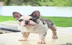 French Bulldog dogs for sale: Rosie - Image 10