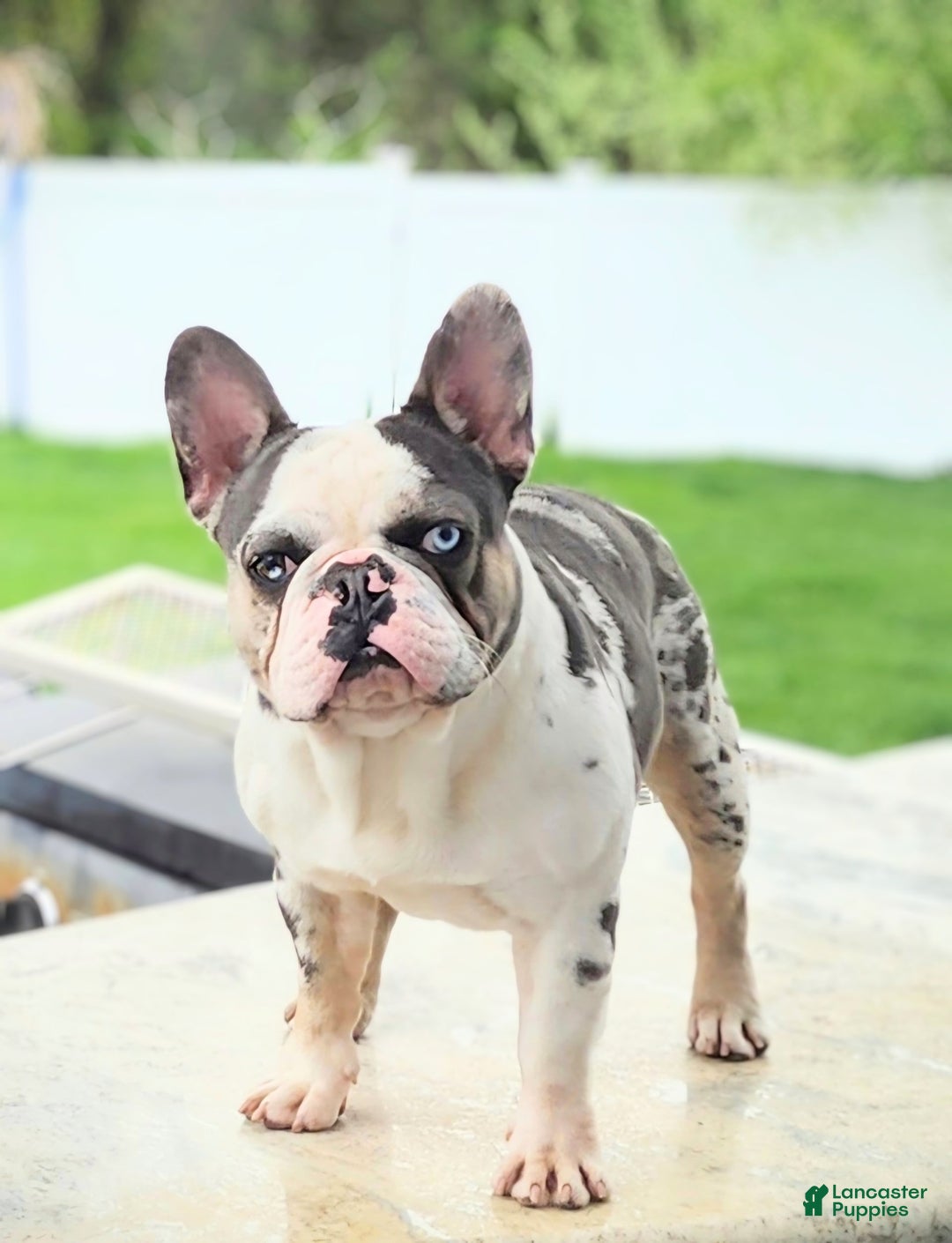 French Bulldog dogs for sale: Rosie - Image 10