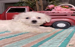 Havanese dogs for sale: Holly - Image 5