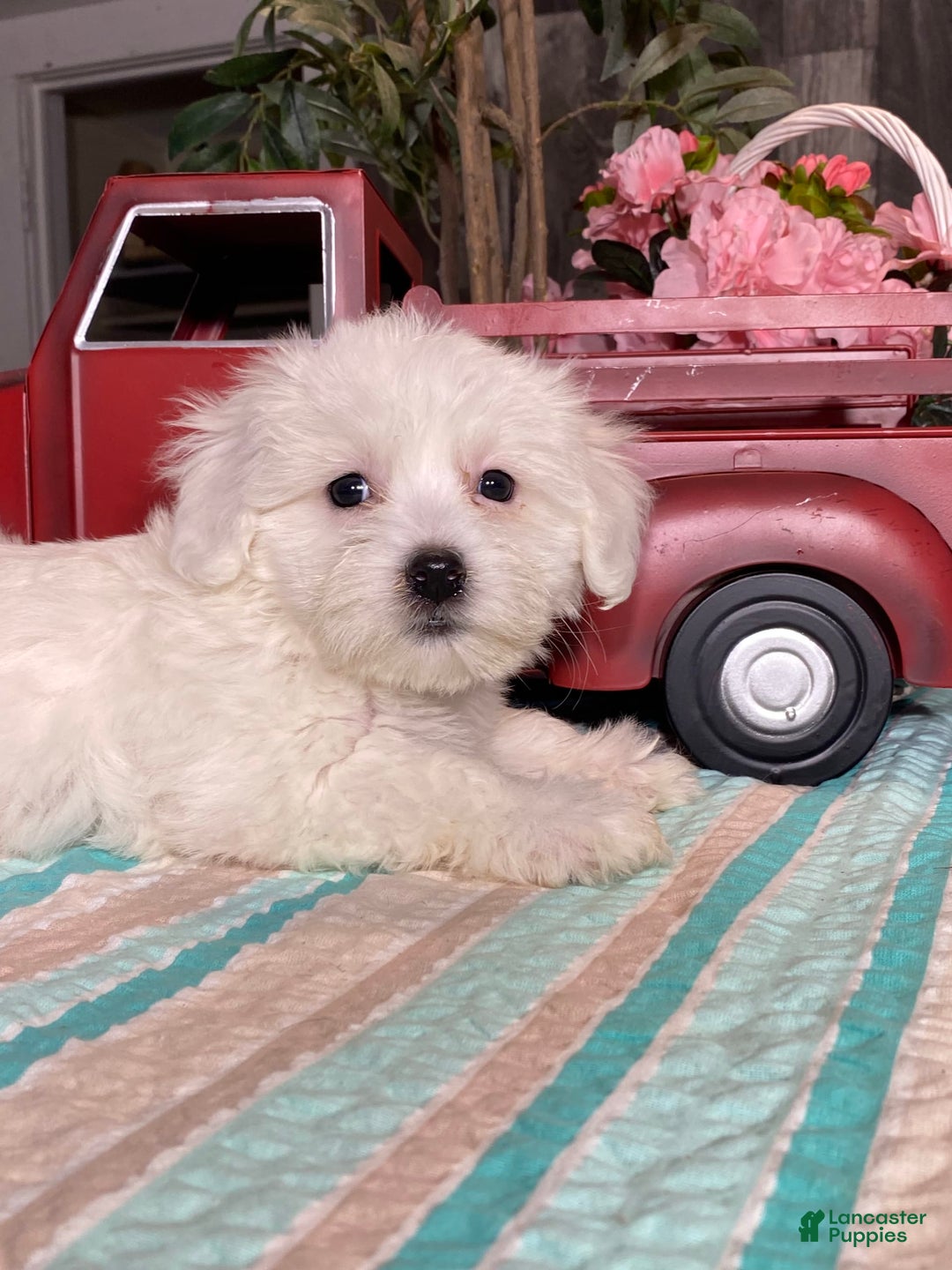Havanese dogs for sale: Holly - Image 5