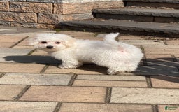 Bichon Frise dogs for sale: Bandit - Image 6
