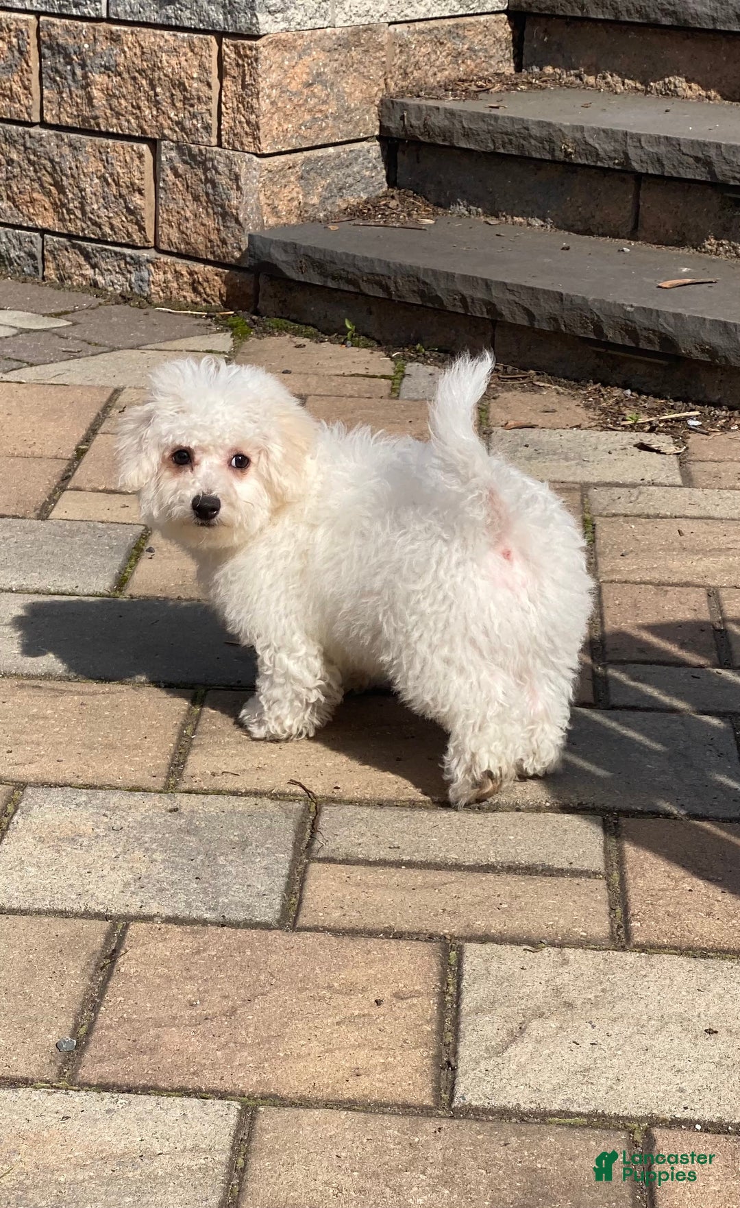 Bichon Frise dogs for sale: Bandit - Image 6