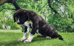 Anatolian Shepherd dogs for sale: AKC Dusty 2025 Female 1 - Image 7