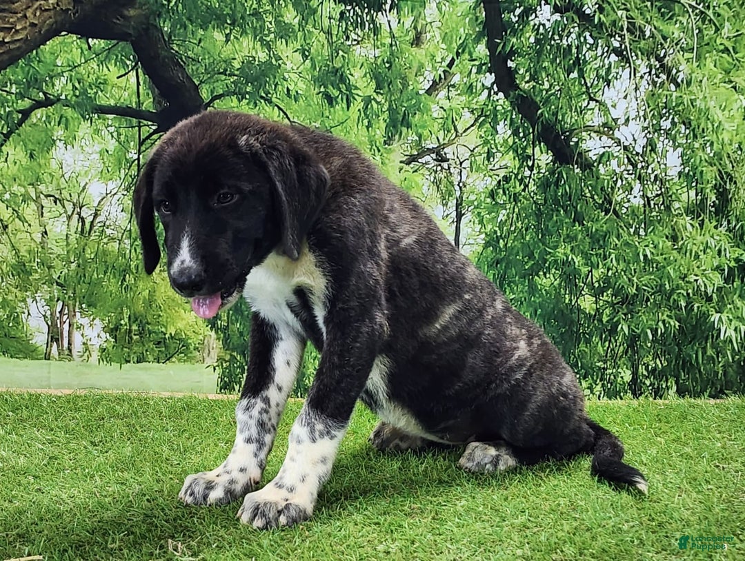 Anatolian Shepherd dogs for sale: AKC Dusty 2025 Female 1 - Image 7