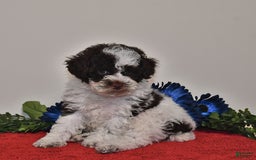 Miniature Poodle dogs for sale: Duke - Image 4
