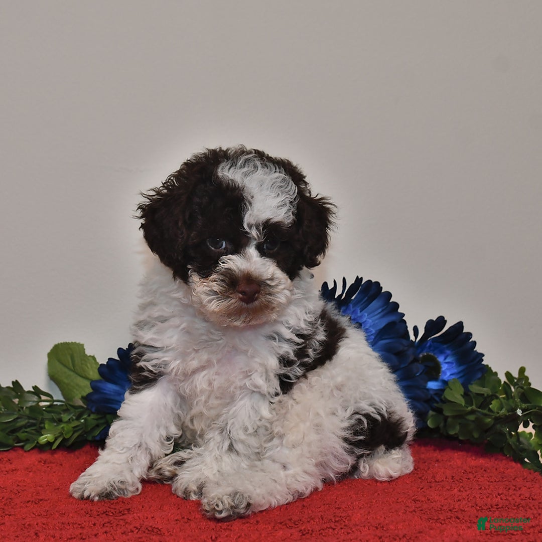 Miniature Poodle dogs for sale: Duke - Image 4