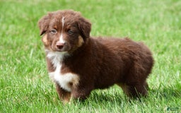 Australian Shepherd dogs for sale: Jax - Image 3