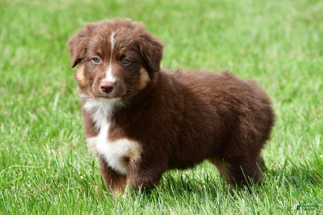 Australian Shepherd dogs for sale: Jax - Image 3