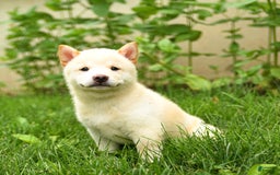 Shiba Inu dogs for sale: Patrick - Image 3