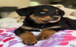 Australian Shepherd dogs for sale: Mikoh - Image 4