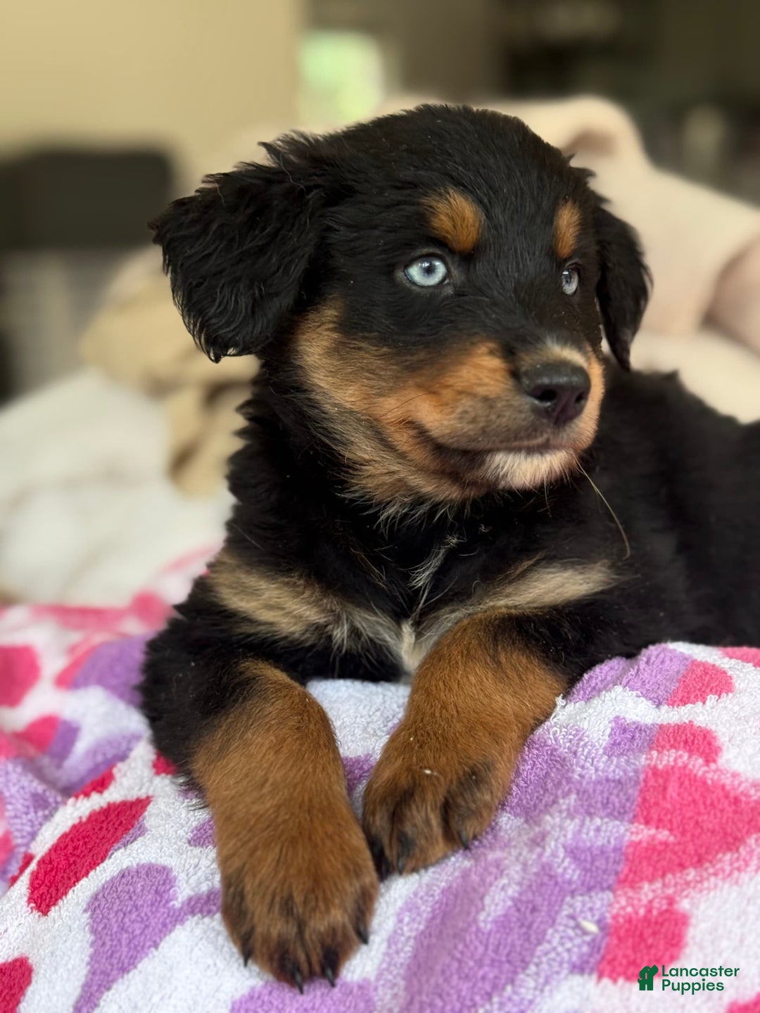 Australian Shepherd dogs for sale: Mikoh - Image 4