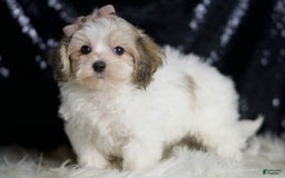 Maltipoo dogs for sale: Banjo - Image 7