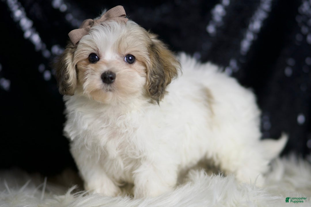 Maltipoo dogs for sale: Banjo - Image 7