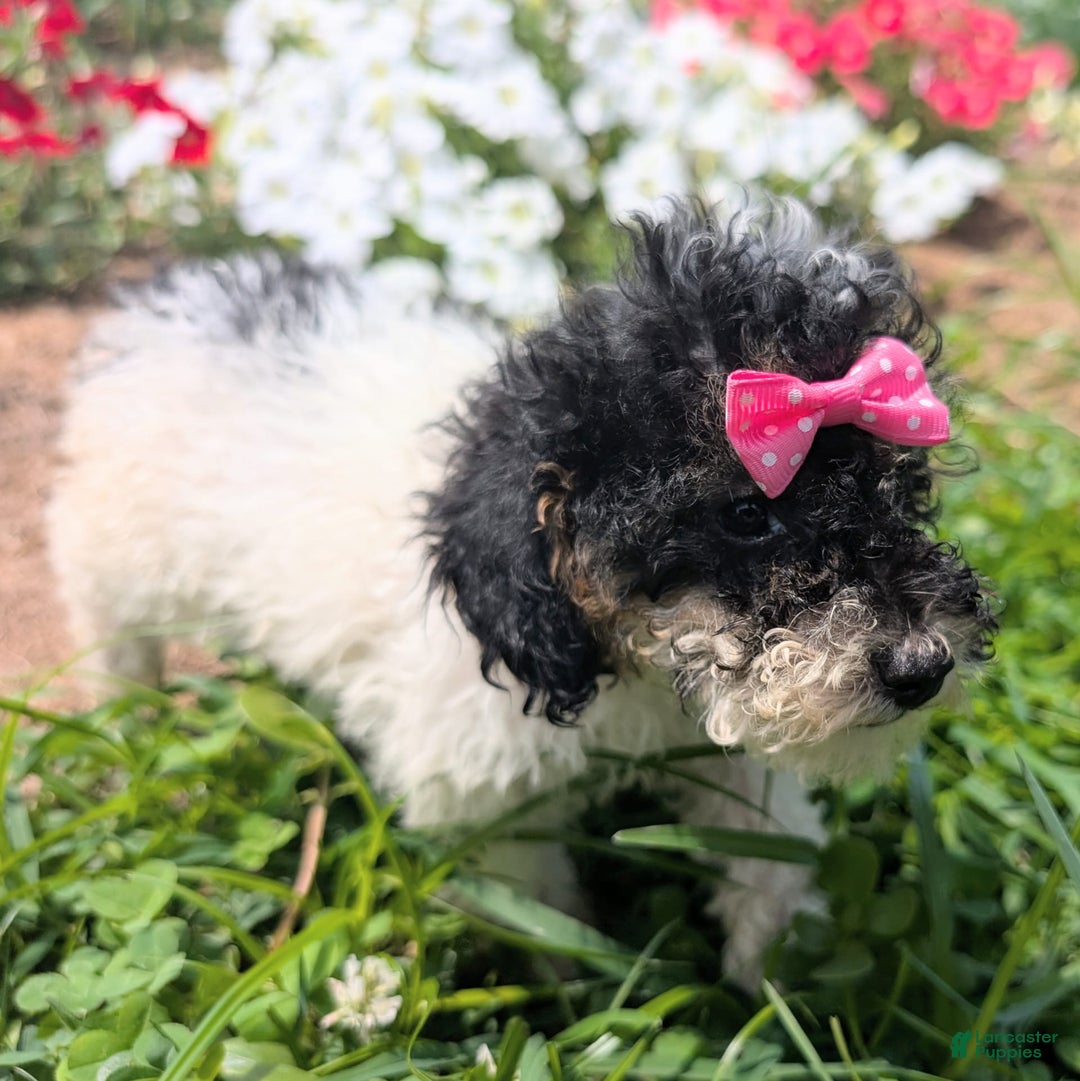 Toy Poodle dogs for sale: Toy Poodle 4 puppies - Image 23