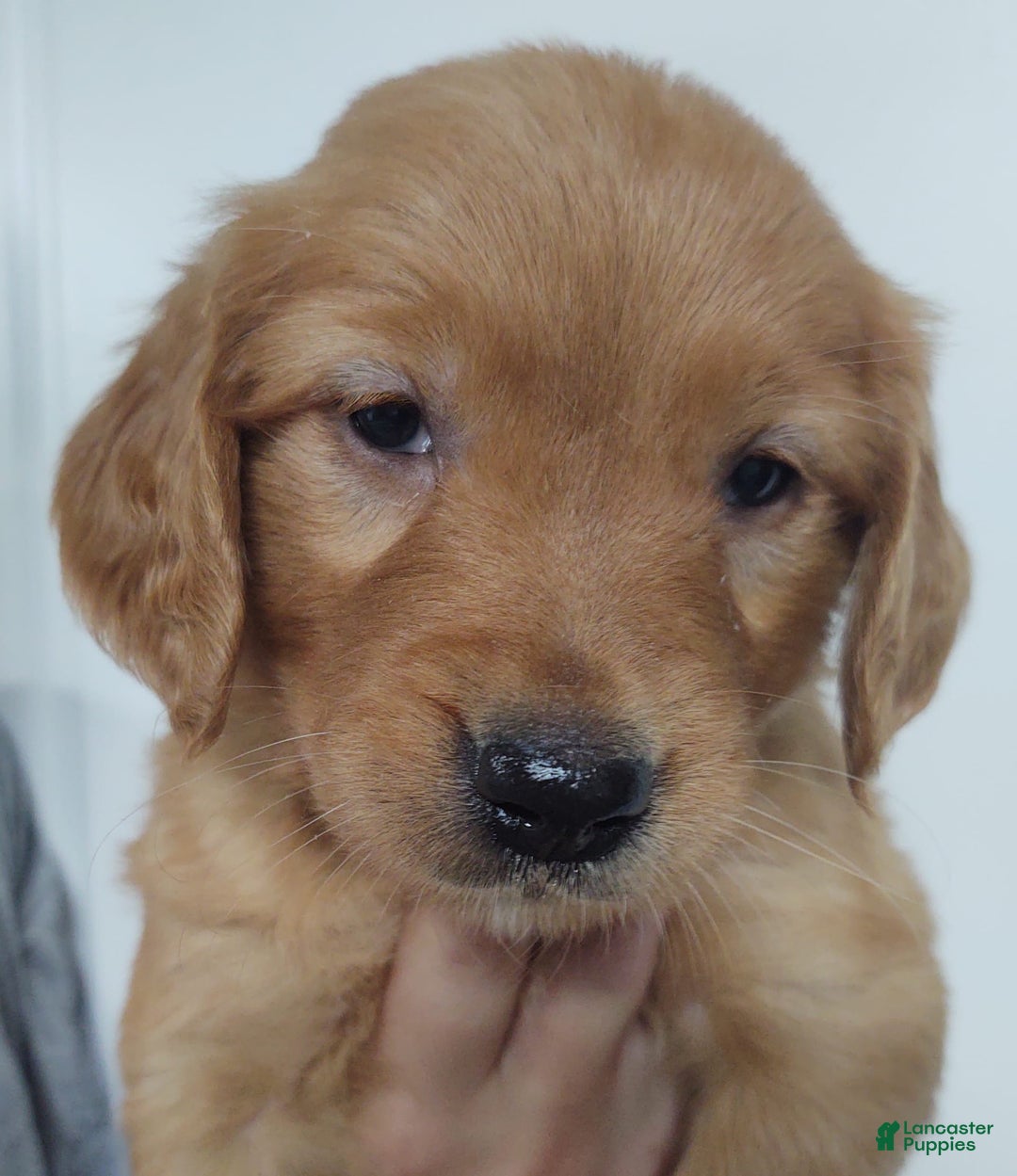 Golden Retriever dogs for sale: Bonnie - Image 1