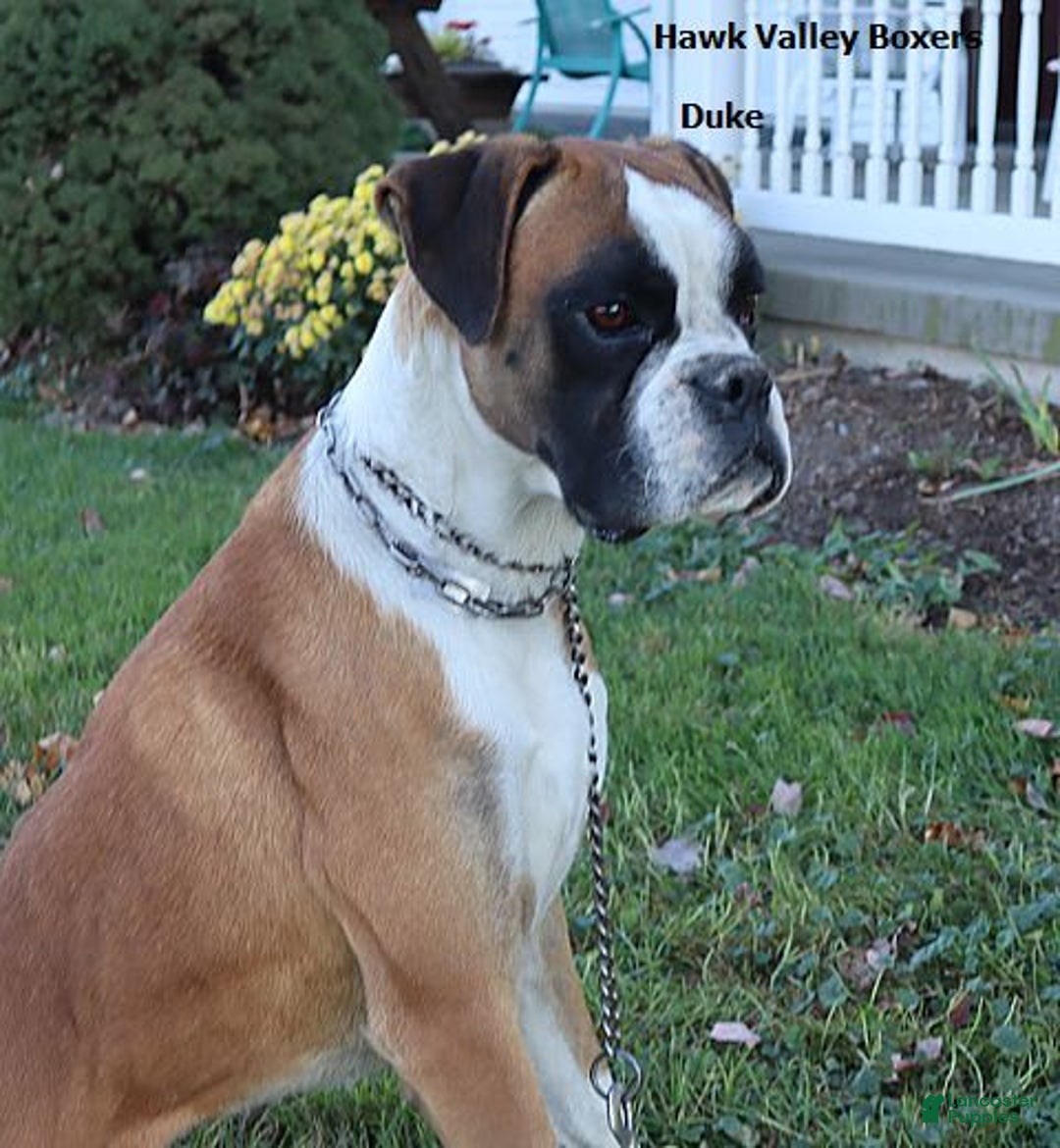 Boxer dogs for sale: Winston  - Champ Lines - Image 8