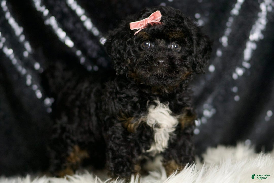 Mini Goldendoodle dogs for sale: Gucci - Image 4