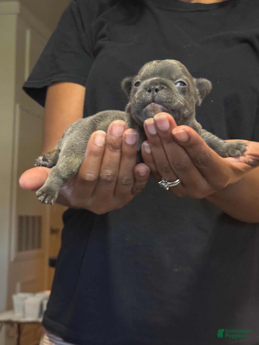 French Bulldog dogs for sale: Female 2 - Image 2