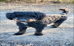Mini Bernedoodle dogs for sale: Poppy - Image 8