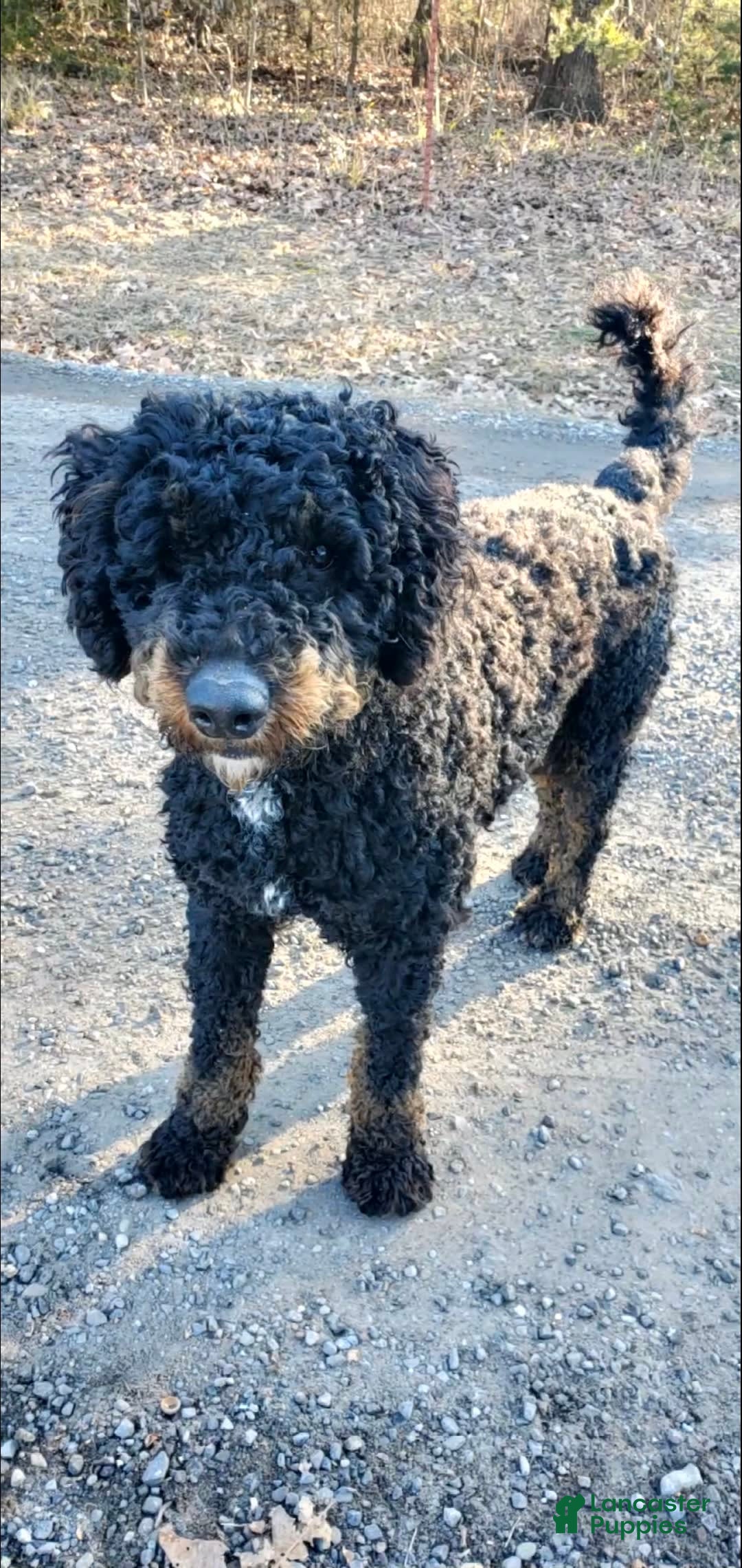 Mini Bernedoodle dogs for sale: Poppy - Image 8