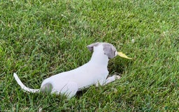 Italian Greyhound dogs for sale: Reggie - Image 7