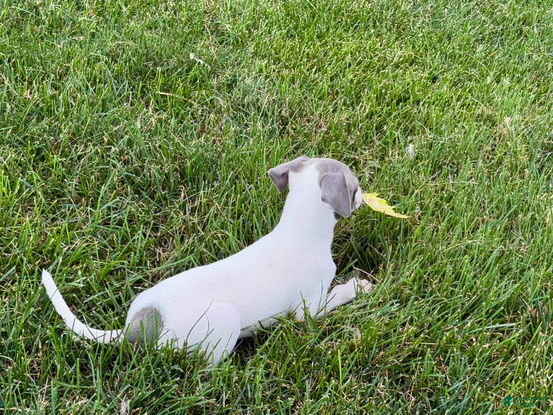 Italian Greyhound dogs for sale: Reggie - Image 7