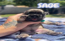 French Bulldog dogs for sale: French Bulldog 4 puppies - Image 11