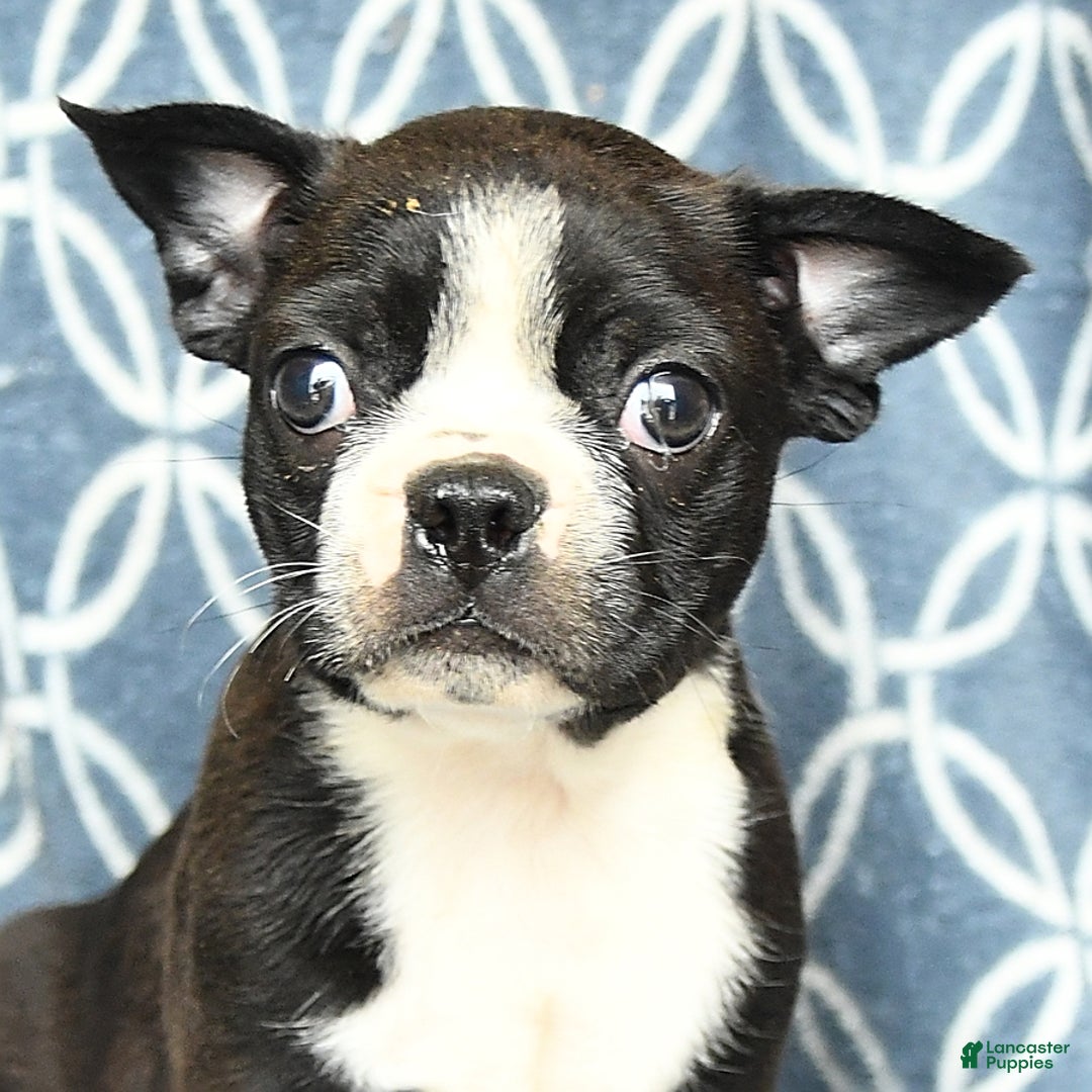 Boston Terrier dogs for sale: King - Image 6