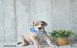 Great Dane dogs for sale: Russell - Image 3