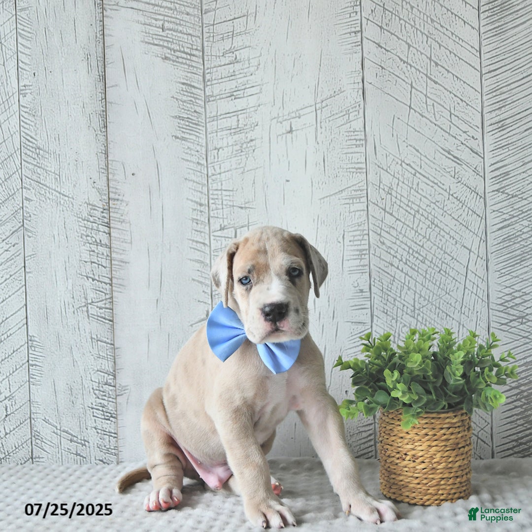 Great Dane dogs for sale: Russell - Image 3