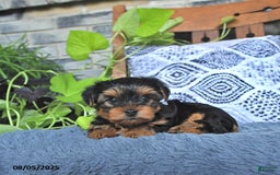 Yorkshire Terrier dogs for sale: Quinn - Image 1