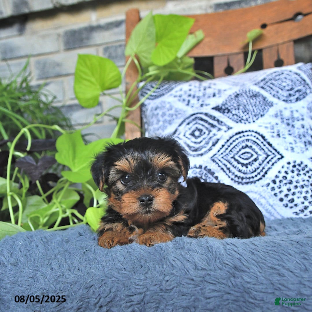 Yorkshire Terrier dogs for sale: Quinn - Image 1