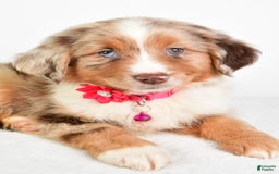 Miniature Australian Shepherd dogs for sale: Twilight - Image 8