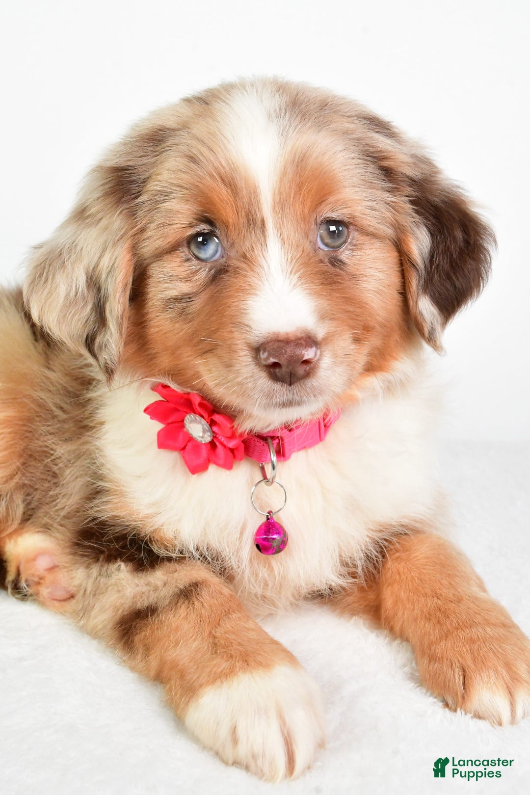 Miniature Australian Shepherd dogs for sale: Twilight - Image 8