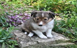 Shetland Sheepdog dogs for sale: Kassie - Image 4